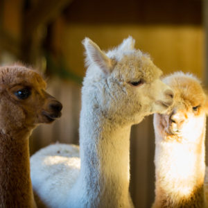 Alpaka_Hannover_10sOb8iCoQMYV8Y