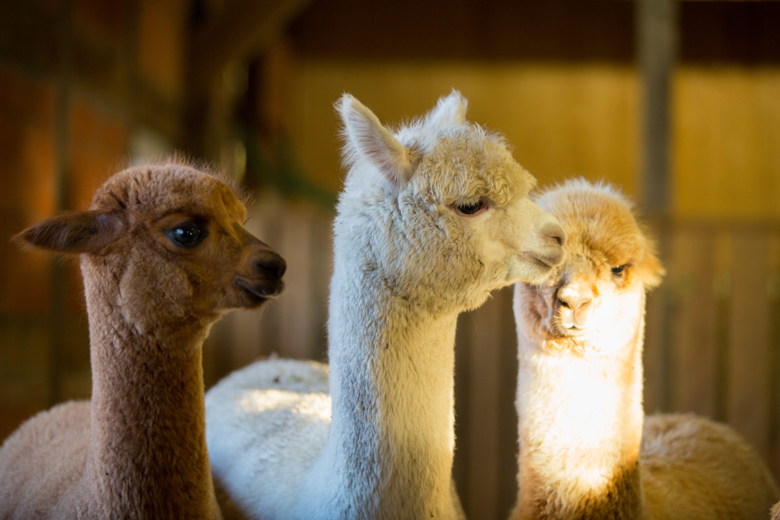 Alpaka_Hannover_10sOb8iCoQMYV8Y