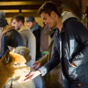 Alpaka_Hannover_5GoiyYSEfo6vru