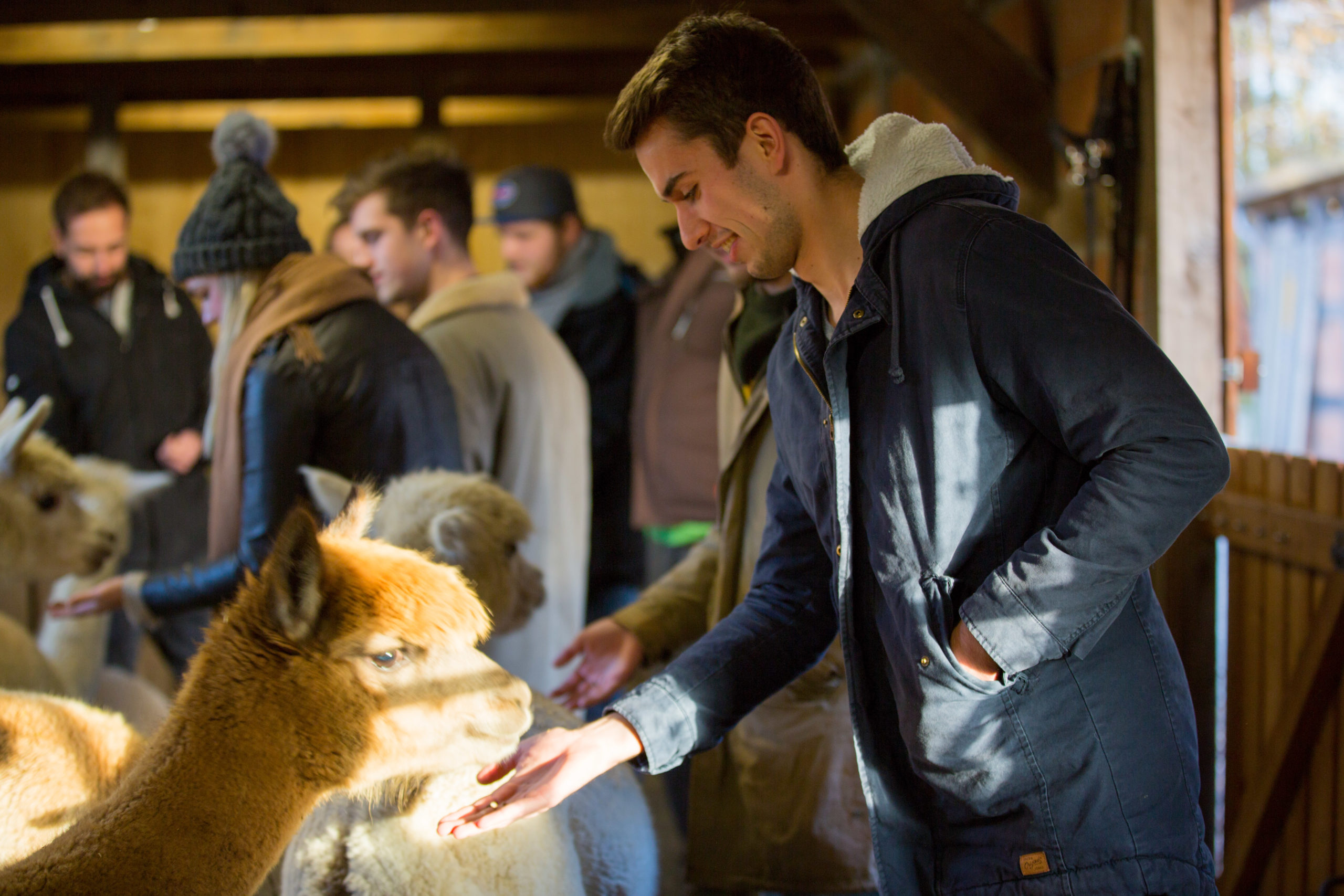 Alpaka_Hannover_5GoiyYSEfo6vru